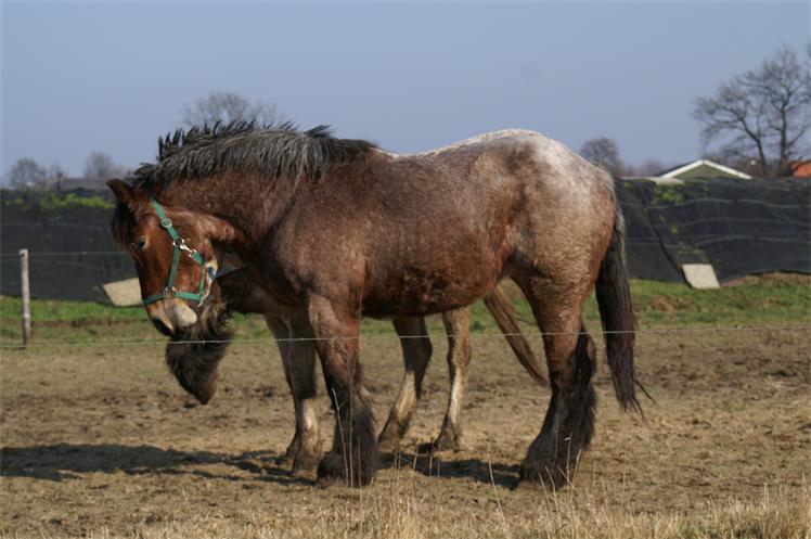 Impressie's Vortum-Mullem