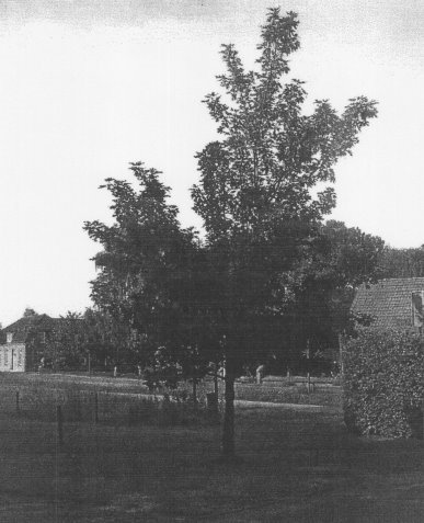 Gezocht: Foto van de "Canadese" boom